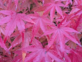 Red leaves of a Japanese maple in autumn
