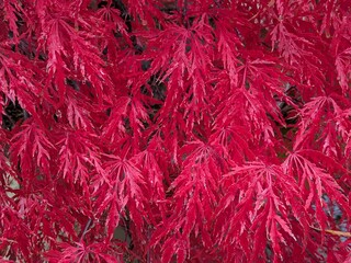 Red leaves of a Japanese maple in autumn