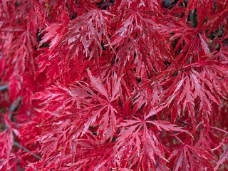 Red leaves of a Japanese maple in autumn