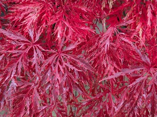 Red leaves of a Japanese maple in autumn