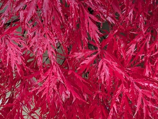 Red leaves of a Japanese maple in autumn