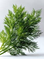 Fototapeta premium Fresh dill herb with vibrant green feathery leaves on white background, perfect for cooking, healthy eating, and natural food concepts