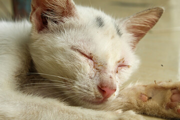 Close up of a sleeping white cat