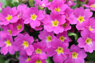 Primrose flowers (Primula vulgaris), also known as primroses.