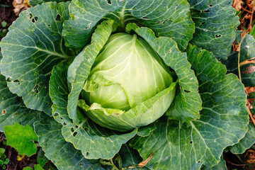 Fresh organic green cabbage growing in the garden with large textured leaves