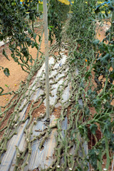 Low Angle View of Curved Tomato Vines on Greenhouse Floor After Harvest in Dalat, Vietnam