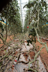 Low Angle View of Curved Tomato Vines on Greenhouse Floor After Harvest in Dalat, Vietnam