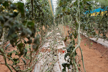 Low Angle View of Curved Tomato Vines on Greenhouse Floor After Harvest in Dalat, Vietnam