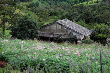 Rustic Wooden Cabin/Glasshouse and Pink Globe Amaranth Flowers in Da Lat Highlands, Vietnam