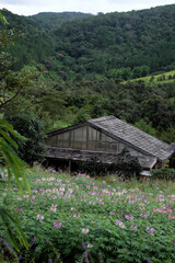 Rustic Wooden Cabin/Glasshouse and Pink Globe Amaranth Flowers in Da Lat Highlands, Vietnam