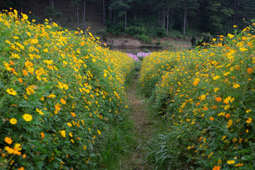 Vibrant Yellow Cosmos Bipinnatus Flower Field in Dalat Highlands, Vietnam