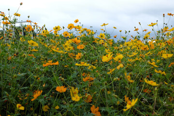Vibrant Yellow Cosmos Bipinnatus Flower Field in Dalat Highlands, Vietnam