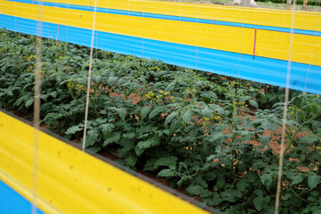 Close-up of yellow and blue sticky traps used for integrated pest control in a high-tech tomato greenhouse in Dalat, Vietnam. The farm adheres to Global GAP standards, emphasizing safe and sustainable