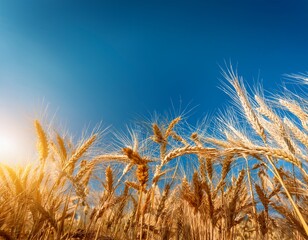 close up of golden wheat heads against a vibrant blue sky sunlit