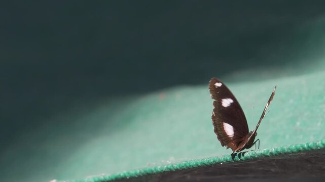 Male Great Eggfly butterfly (Hypolimnas bolina) resting on green surface with wings spread wide
