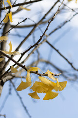 yellow autumn leaves