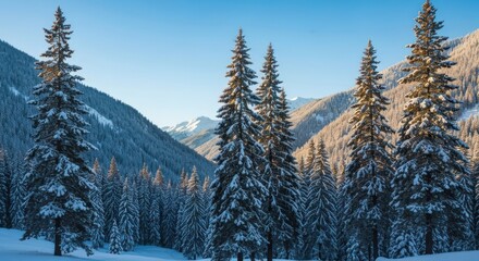 Snowy fir trees in a mountain valley bathed in golden sunlight