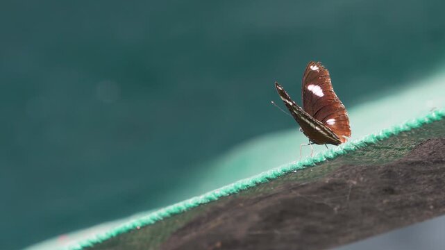 Male Great Eggfly butterfly (Hypolimnas bolina) resting on green surface with wings spread wide