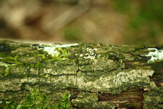 Moss fungi and lichen growing on old forest tree bark surface