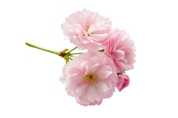 Delicate pink cherry blossoms isolated on transparent background