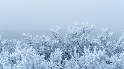 Minimalist winter aesthetic  frost covered shrubs and soft gradient for seasonal designs