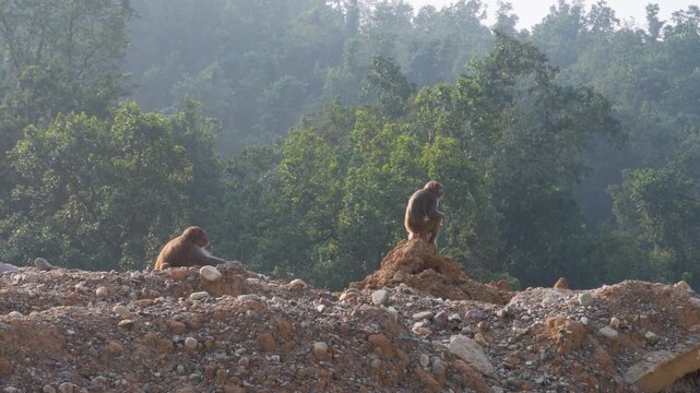 Monkey sitting on deforested land after tree cutting and encroachment for highway near Dehradun Uttarakhand