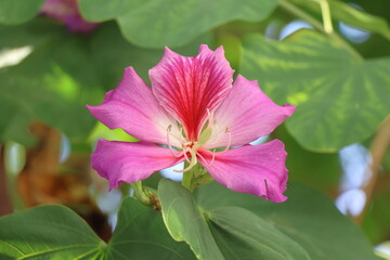 Beautiful pink flower of Bauhinia purpurea.
