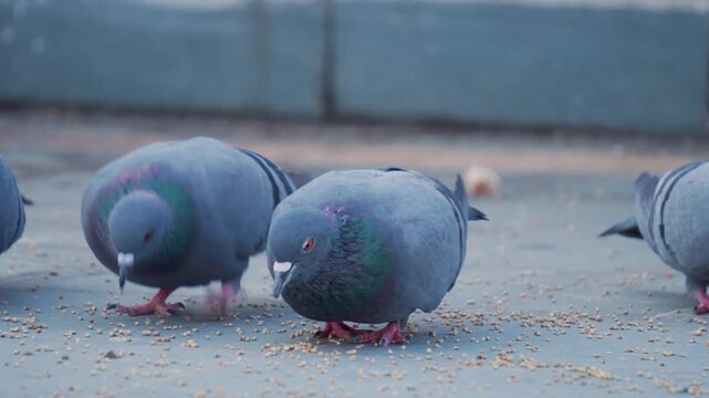 Wild rock pigeons Columba livia eating grains on a household rooftop in Northern India