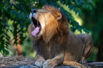 A male lion yawning while resting, captured with natural light and detailed mane.