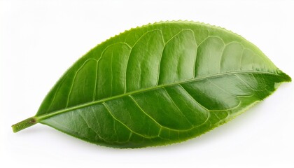 Obraz premium Green Tea Leaf Isolated On White Background