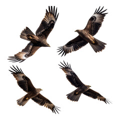 Obraz premium Majestic birds soaring gracefully in open sky