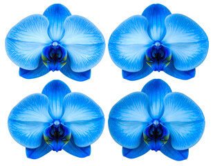 Four vibrant blue orchid blooms arranged on a black background