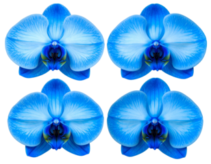 Four vibrant blue orchid blooms arranged on a black background