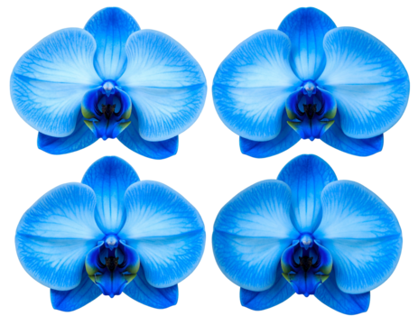 Four vibrant blue orchid blooms arranged on a black background