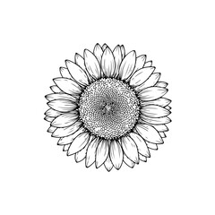 Sunflower line art isolated on transparent background