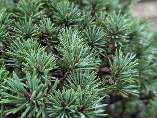 needle leaf of pinaceae bonsai closeup