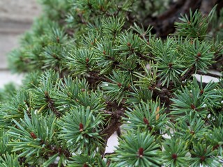 needle leaf of pinaceae bonsai closeup