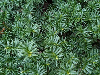 needle leaf of pinaceae bonsai closeup