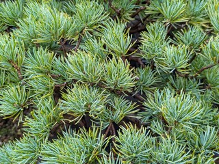 needle leaf of pinaceae bonsai closeup