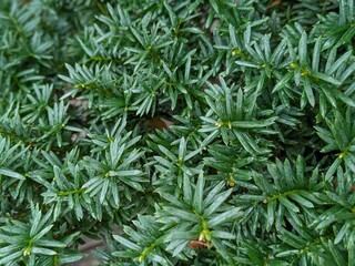 needle leaf of pinaceae bonsai closeup