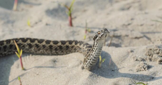 Moldavian meadow viper (Vipera ursinii moldavica) head up