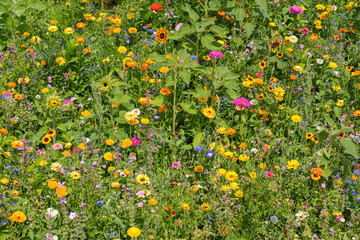 Vibrant wildflower meadow with colorful blooms in summer sunlight