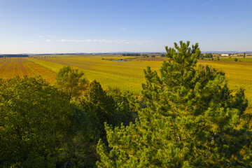 landscape with yellow fields