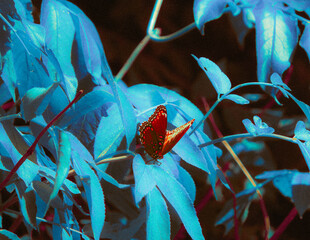 butterfly on a flower