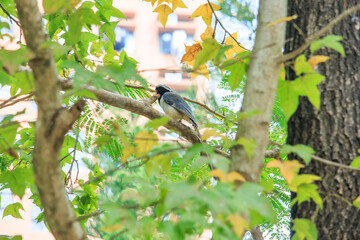 Obraz premium Vibrant Red-billed Blue Magpie Perched Among Green and Yellow Maple Leaves