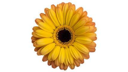 Naklejka premium A vibrant yellow gerbera daisy flower with delicate petals and a dark center isolated on transparent background