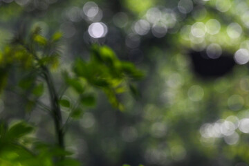 Obraz premium Beautiful blurred serene of forest tree with bokeh effect