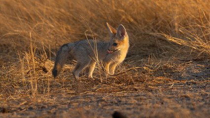 Fototapeta premium Cape fox (Vulpes chama), also called the asse, cama fox or the silver-backed fox (Silwervos), is a small species of fox, native to southern Africa, seen here near Okaukuejo in the Etosha National Park
