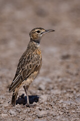 Sabota Lark (Calendulauda sabota) near Okaukuejo in the Etosha National Park, Namibia