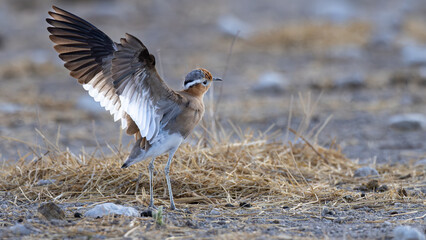 Temminck's courser (Cursorius temminckii) is a bird in the pratincole and courser family, Glareolidae. It is a wader which lives in sub-Saharan Africa, seen near Okaukuejo in the Etosha National Park,